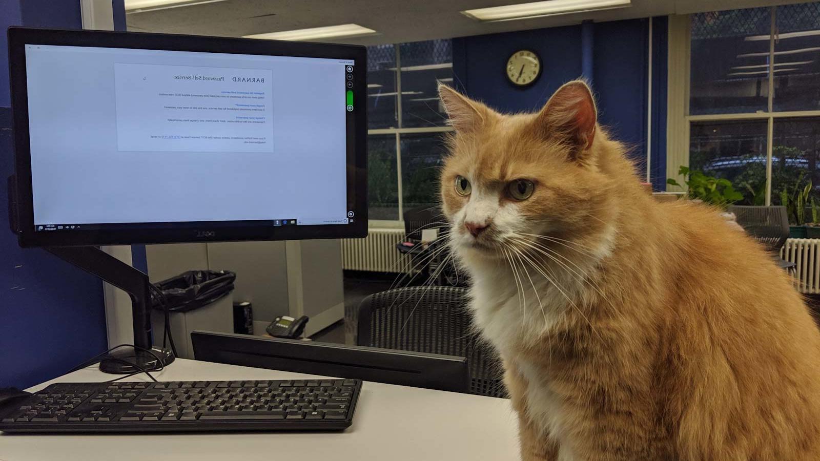 Fluffy orange and white cat sits on a desk next to a computer