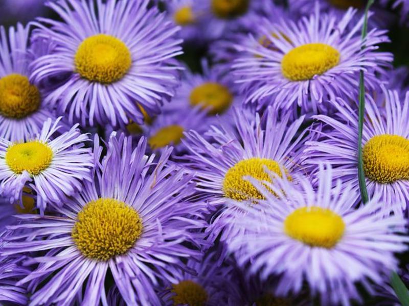 close up of purple asters with yellow centers